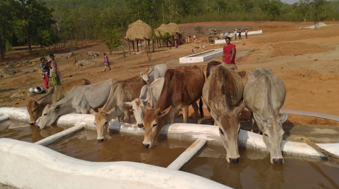 आदर्श गोठान में गायों की मौत मामले में निलंबित उपसंचालक हुए रिलीव, निलंबित होने पर भी नही छूटी कुर्सी की चाह 
