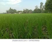 सिंचाई रकबे में विस्तार पर जोर