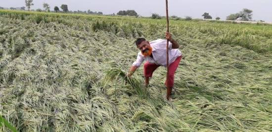 बरसात के कारण फसलों को नुकसान