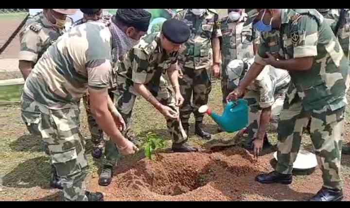 बीएसएफ के जवानों ने किया वृक्षारोपण। 