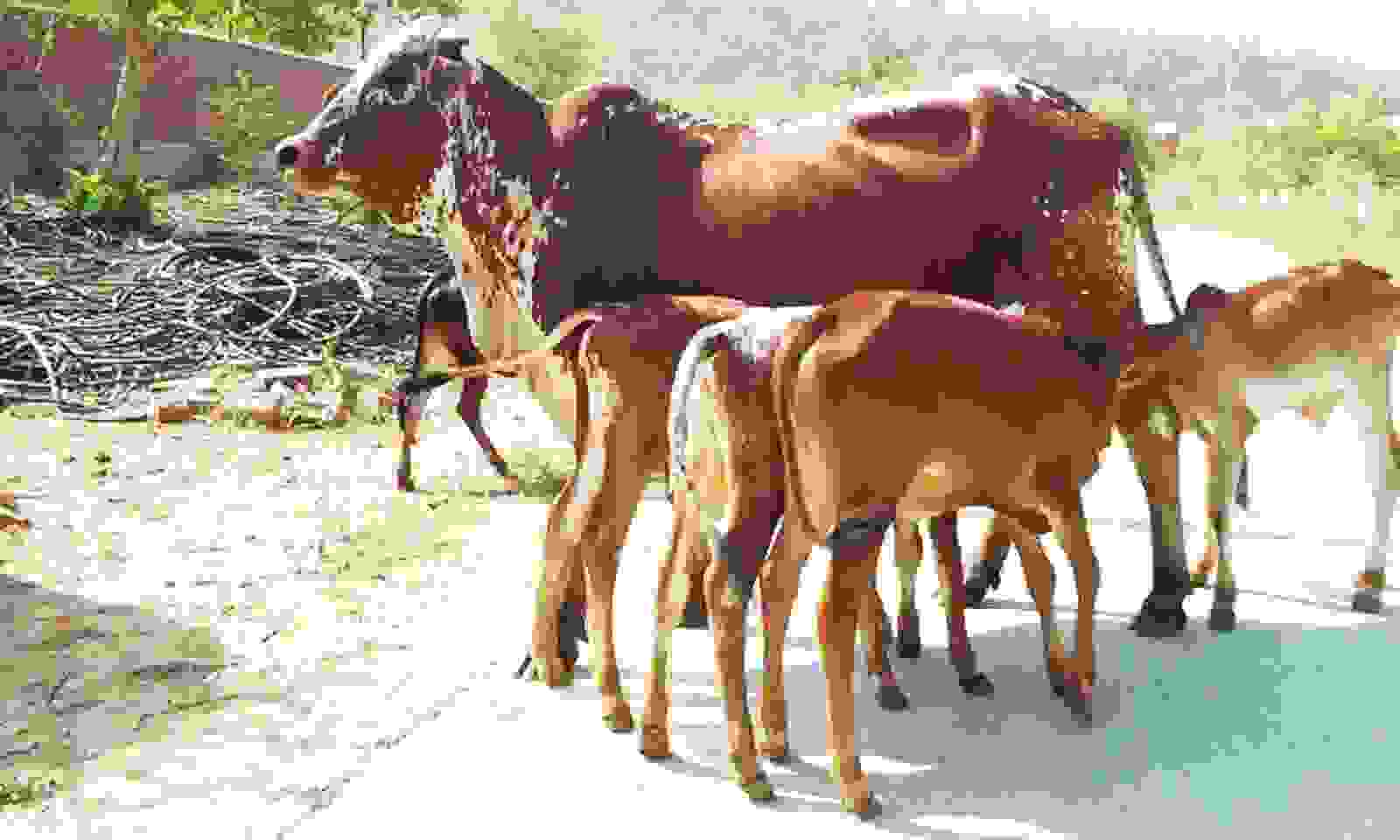 गोवर्धन पूजा पर मनाया जाएगा गौठान दिवस साथ ही प्रदेश के मुखिया उपस्थित होंगे,दिल्ली की टीम आएगी निरीक्षण के लिए 