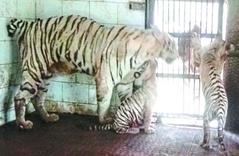 भिलाई  के मैंत्री बाग में शेर को ठंढ से बचाने प्रबंधन ने लिया अलाव का सहारा