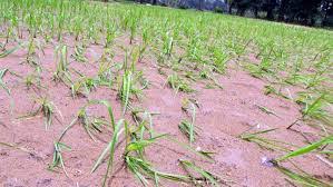 मिट्टी कटाव रोकने वन विभाग ने खारून नदी के तट पर लगाए 55 हजार फलदार पौधे, 50 किमी के दायरे मे रोपे गए ये पौधे.