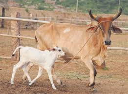 आय के स्रोत को बढ़ाने के लिए महिला स्व सहायता समूह का हुआ प्रयास जिससे बदलेगी शहरी गोठान की हालत  