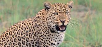 धमतरी में तेंदुए का आतंक, 12 साल की लड़की को पटककर मार डाला 
